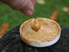 pescuit